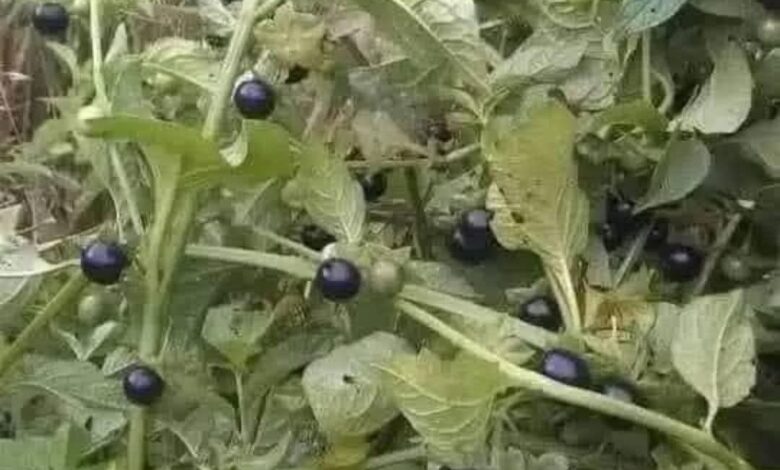 تعرف على نبات عنيب الزيب اوالحرمل 