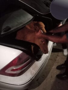 صدور بيان تحذيري بشأن دخول أبقار إسرائيلية في جنوب لبنان وبلدية بيت ليف 3 صدور بيان تحذيري بشأن دخول أبقار إسرائيلية في جنوب لبنان وبلدية بيت ليف