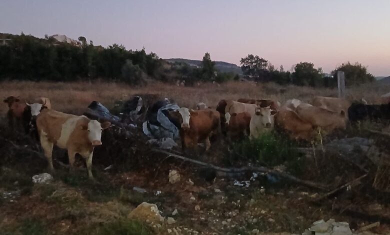 صدور بيان تحذيري بشأن دخول أبقار إسرائيلية في جنوب لبنان وبلدية بيت ليف 1 صدور بيان تحذيري بشأن دخول أبقار إسرائيلية في جنوب لبنان وبلدية بيت ليف
