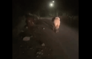 صدور بيان تحذيري بشأن دخول أبقار إسرائيلية في جنوب لبنان وبلدية بيت ليف 2 صدور بيان تحذيري بشأن دخول أبقار إسرائيلية في جنوب لبنان وبلدية بيت ليف