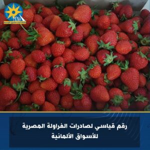 رقم قياسي لـ صادرات_الفراولة_المصرية للأسواق الألمانية