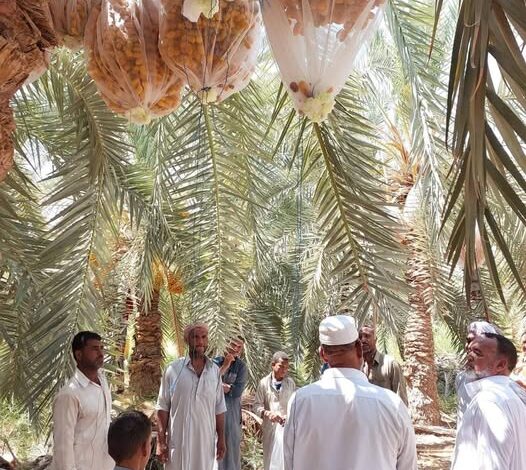 بحوث الصحراء تنظم دورة تدريبية لنقل التقنيات الزراعية الحديثة لتحسين جودة التمور بسيوة