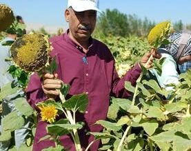 "بحوث الصحراء" و "الزراعات التعاقدية" يتابعان تجربة زراعة دوار الشمس في جنوب سيناء