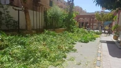 محافظ أسوان يقرر توقيع غرامة مالية كبيرة على أحد الفنادق السياحية بعد قطع عدد من الأشجار 