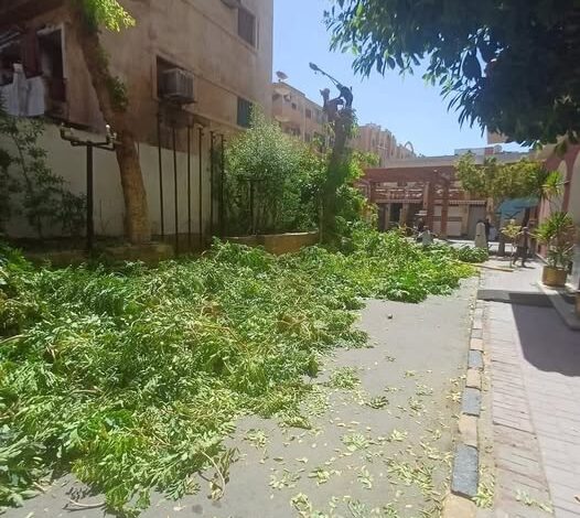 محافظ أسوان يقرر توقيع غرامة مالية كبيرة على أحد الفنادق السياحية بعد قطع عدد من الأشجار 