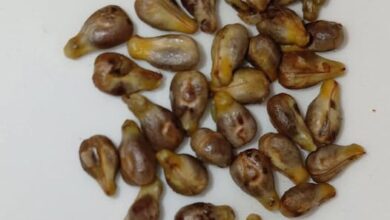 بذور العنب: كنز صحي مذهل
