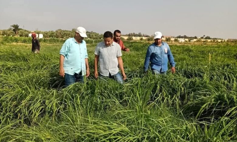 "بحوث الصحراء" ينجح في توفير أعلاف بديلة تعتمد على المخلفات والنباتات الملحية بجنوب سيناء 1 "بحوث الصحراء" ينجح في توفير أعلاف بديلة تعتمد على المخلفات والنباتات الملحية بجنوب سيناء