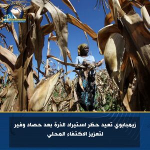 زيمبابوي تعيد حظر استيراد الذرة بعد حصاد وفير لتعزيز الاكتفاء المحلي