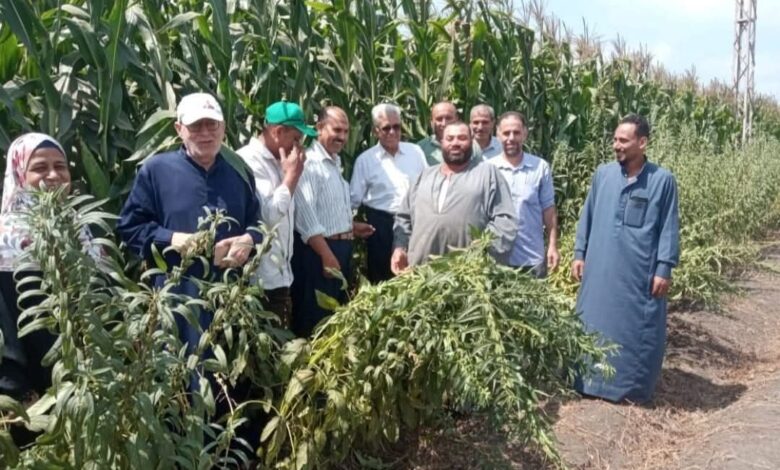 زراعة الشرقية تنفذ ندوة إرشادية للنهوض بمحصول الذرة الشامية بفاقوس