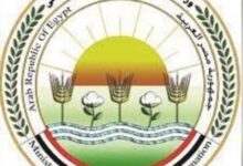 الزراعة: لا صحة لما أثير حول وجود طماطم في الأسواق تم رشها بمادة "الإيثريل" لتسريع النضج  