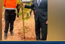 سفير مصر بـ جنوب إفريقيا يغرس شجرة باسم مصر فى "غابة الحرية" ببريتوريا