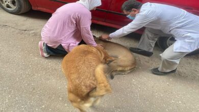 تحصين الكلاب ضد مرض السعار بمنطقة المستشفى العام بالمنصورة