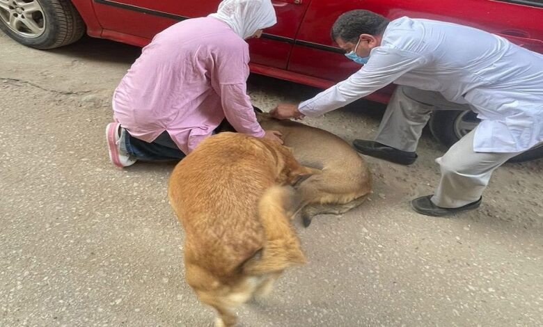 تحصين الكلاب ضد مرض السعار بمنطقة المستشفى العام بالمنصورة