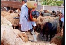 الكشف على ٢٦٠ مواطن وخدمات بيطرية خلال قافلة سكانية شاملة بأبو حمص بالبحيره