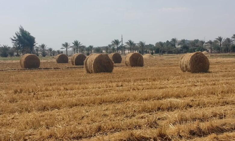 زراعة الشرقية : مرور ميداني لمتابعة مواقع تجميع وحصاد محصول الأرز بديرب نجم  