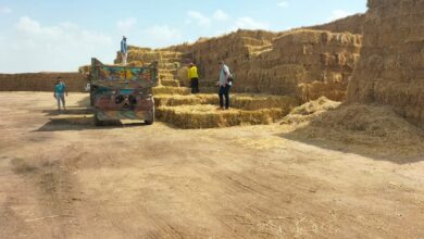 تجميع (33.04.17) طن قش أرز منذ بداية الحصاد للتخلص الآمن بالشرقية 