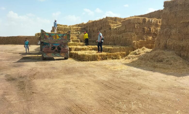 تجميع (33.04.17) طن قش أرز منذ بداية الحصاد للتخلص الآمن بالشرقية 