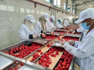 رئيس هيئة تنمية الصعيد ومحافظ الأقصر يفتتحان مجمع الصناعات الغذائية بالكيمان