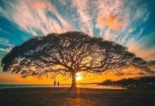 حبيبتى ياوجه القمر