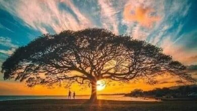 حبيبتى ياوجه القمر 5 حبيبتى ياوجه القمر