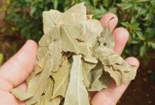 فوائد ورق الغار "اللورا" 