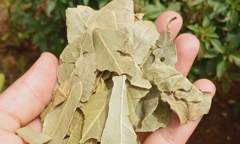فوائد ورق الغار "اللورا" 