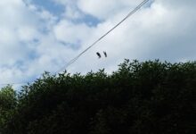 رقصة الطيور تحت سماء نوفمبر… حين يتحدث الخلق بلغة الإيمان