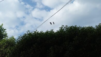 رقصة الطيور تحت سماء نوفمبر… حين يتحدث الخلق بلغة الإيمان