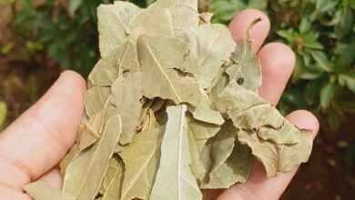 فوائد ورق الغار "اللورا "