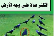 محكمة الغربان المحكمة الأكثر عدلا على وجه الأرض 