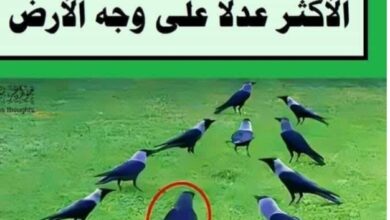 محكمة الغربان المحكمة الأكثر عدلا على وجه الأرض 2 محكمة الغربان المحكمة الأكثر عدلا على وجه الأرض