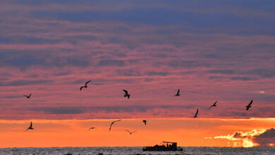 تعرض ناقلة متجهة من روسيا إلى جورجيا لهجوم بالقرب من الساحل التركي