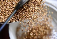 الولايات المتحدة ضاعفت تقريبا مشترياتها من الحنطة السوداء من روسيا في شهر سبتمبر