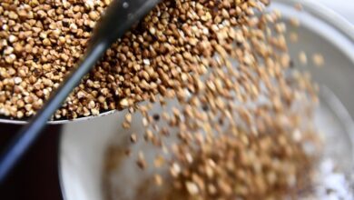 الولايات المتحدة ضاعفت تقريبا مشترياتها من الحنطة السوداء من روسيا في شهر سبتمبر 4 الولايات المتحدة ضاعفت تقريبا مشترياتها من الحنطة السوداء من روسيا في شهر سبتمبر