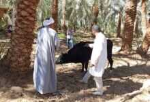 مديرية الطب البيطري بالجيزة تحصّن أكثر من 208 ألف رأس ماشية ضد الأمراض الوبائية 