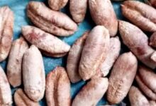 نوى التمر يعالج اكثر من 60 مرض 