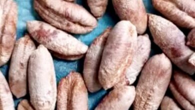 نوى التمر يعالج اكثر من 60 مرض 